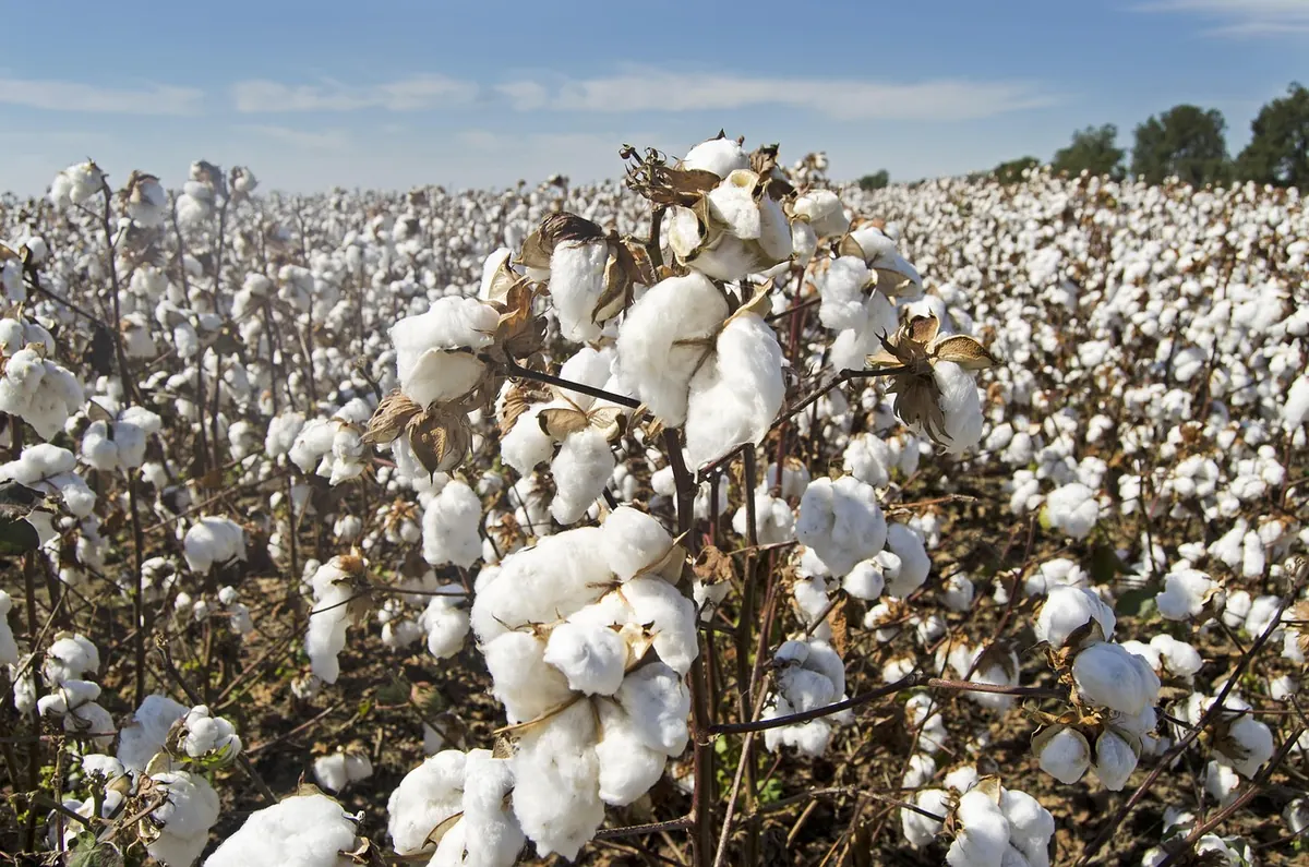 Are Organic Cotton Sweaters Actually Sustainable? An Explainer