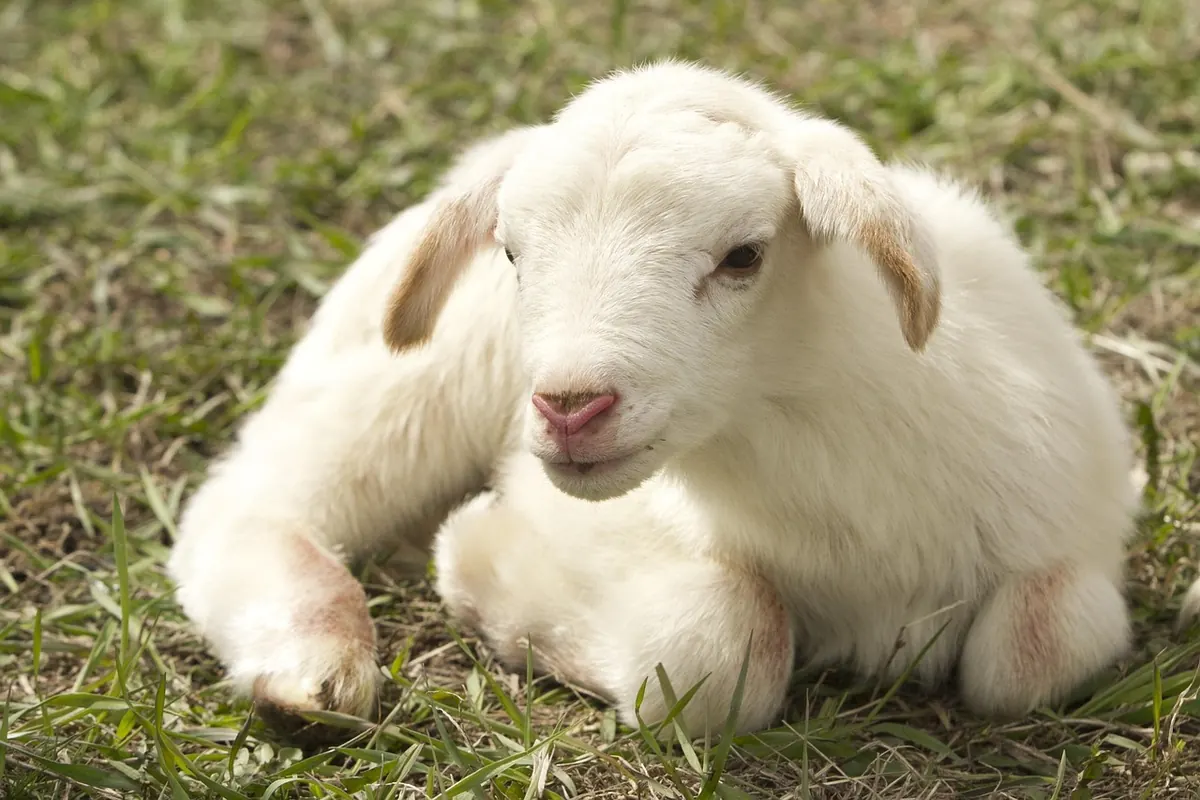 Local Wool: Why Buying Regionally Made Knitwear Matters